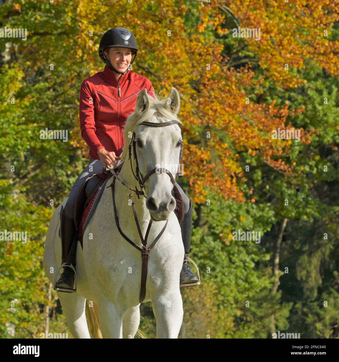 Rider on back of a Bavarian horse in autumn Stock Photo
