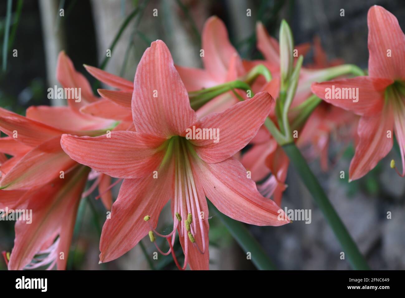This pink Lily flowers from Sri Lanka, blossomed in the noon under the