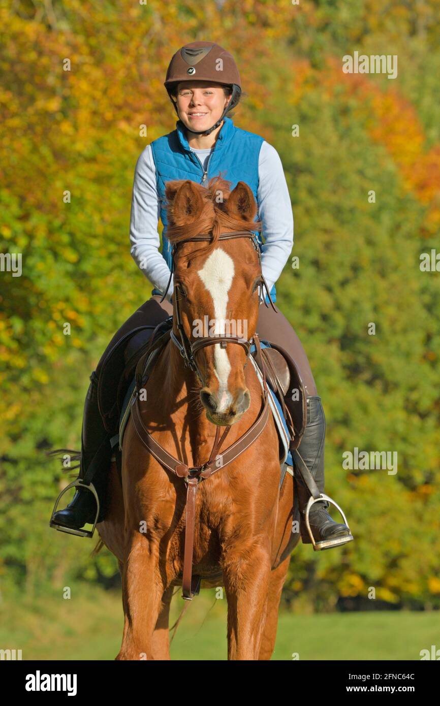 Rider on back of a Bavarian horse in autumn Stock Photo - Alamy