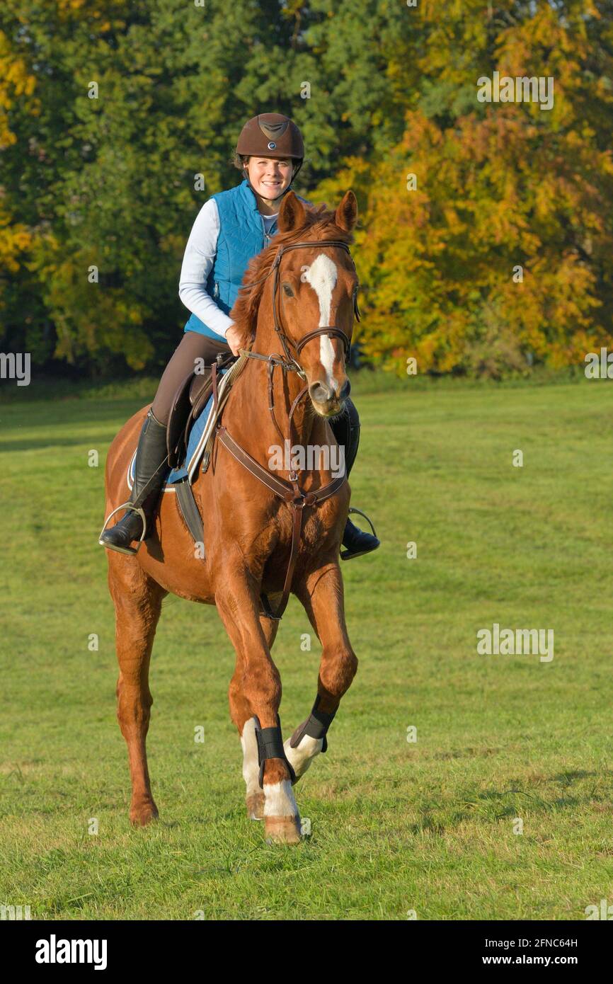 Rider on back of a Bavarian horse in autumn Stock Photo