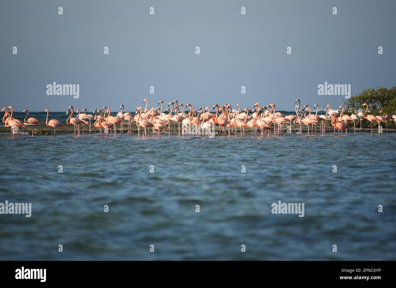 A large format image of a group of beautifully colorful Flamingos standing on a sea shoal on the remote Bahama island of Mayaguana. Stock Photo