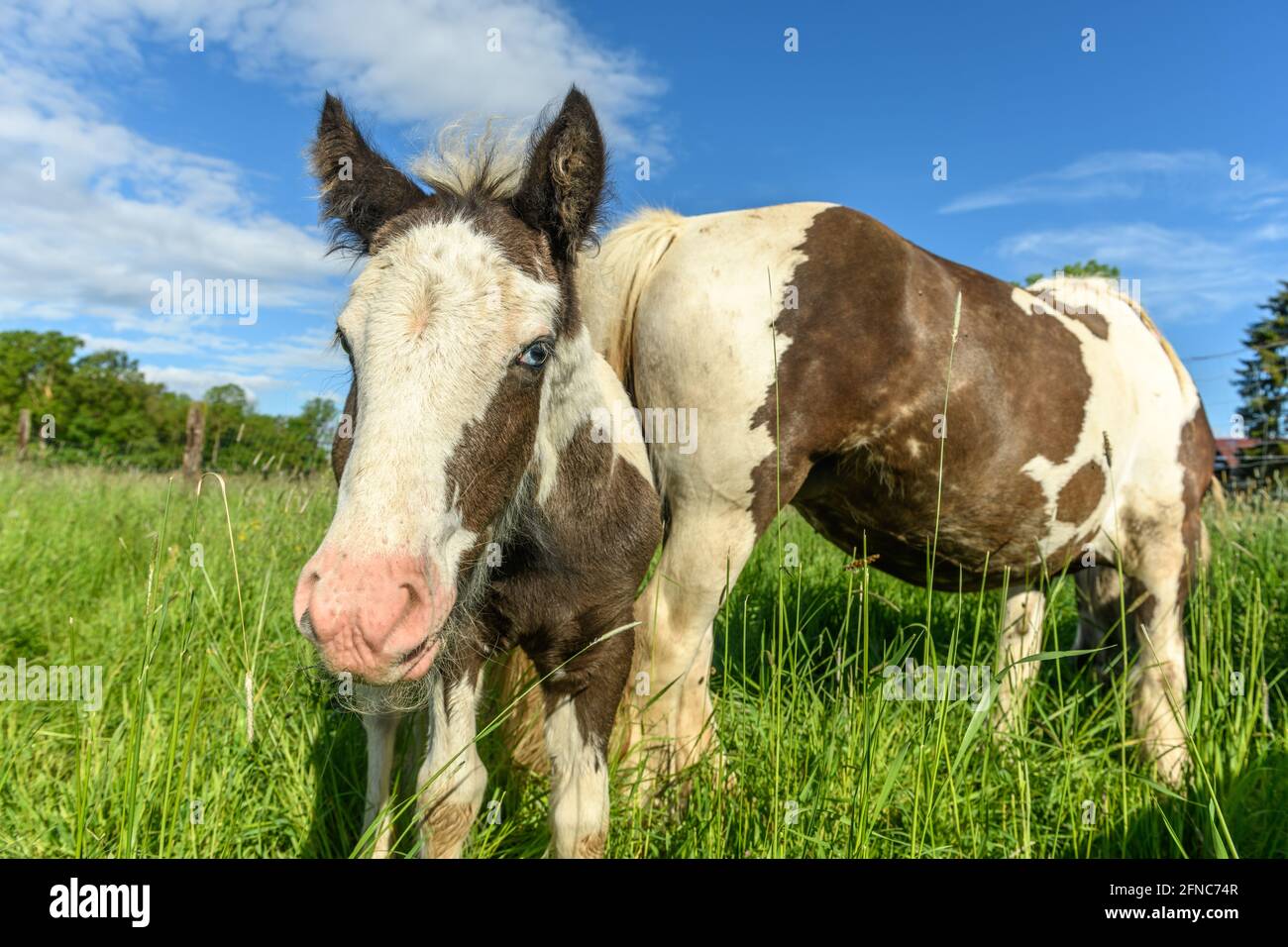 Irish cob horse in a pasture in spring. Stock Photo