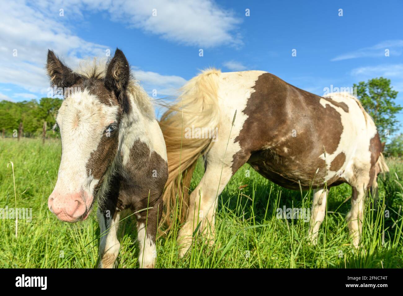 Irish cob horse in a pasture in spring. Stock Photo