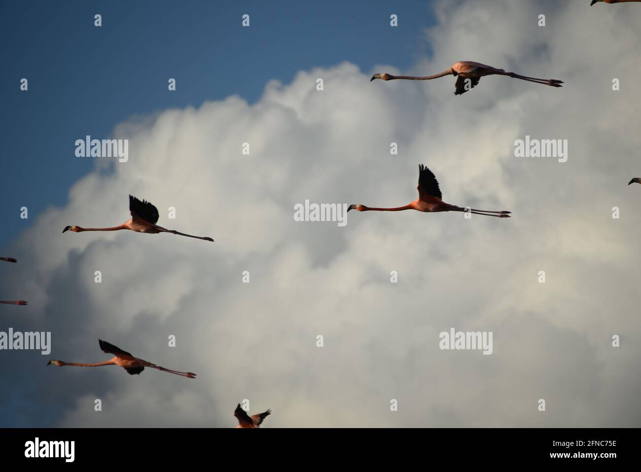 Close up of a group of colorful Flamingos flying into clouds over the island of Mayaguana, the Bahamas.  Uncropped for artistic value & flexibility. Stock Photo