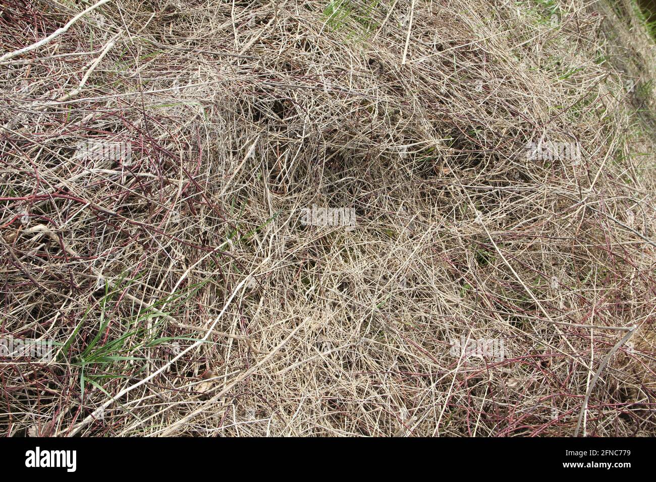 Rough colourful hay straws and grass pattern texture background Stock Photo