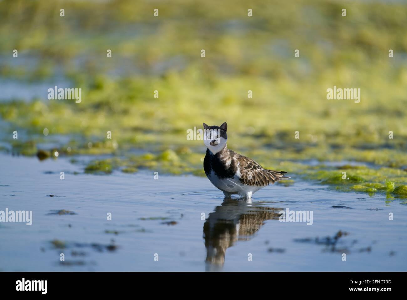 Bird with a cat head standing in a lake Stock Photo