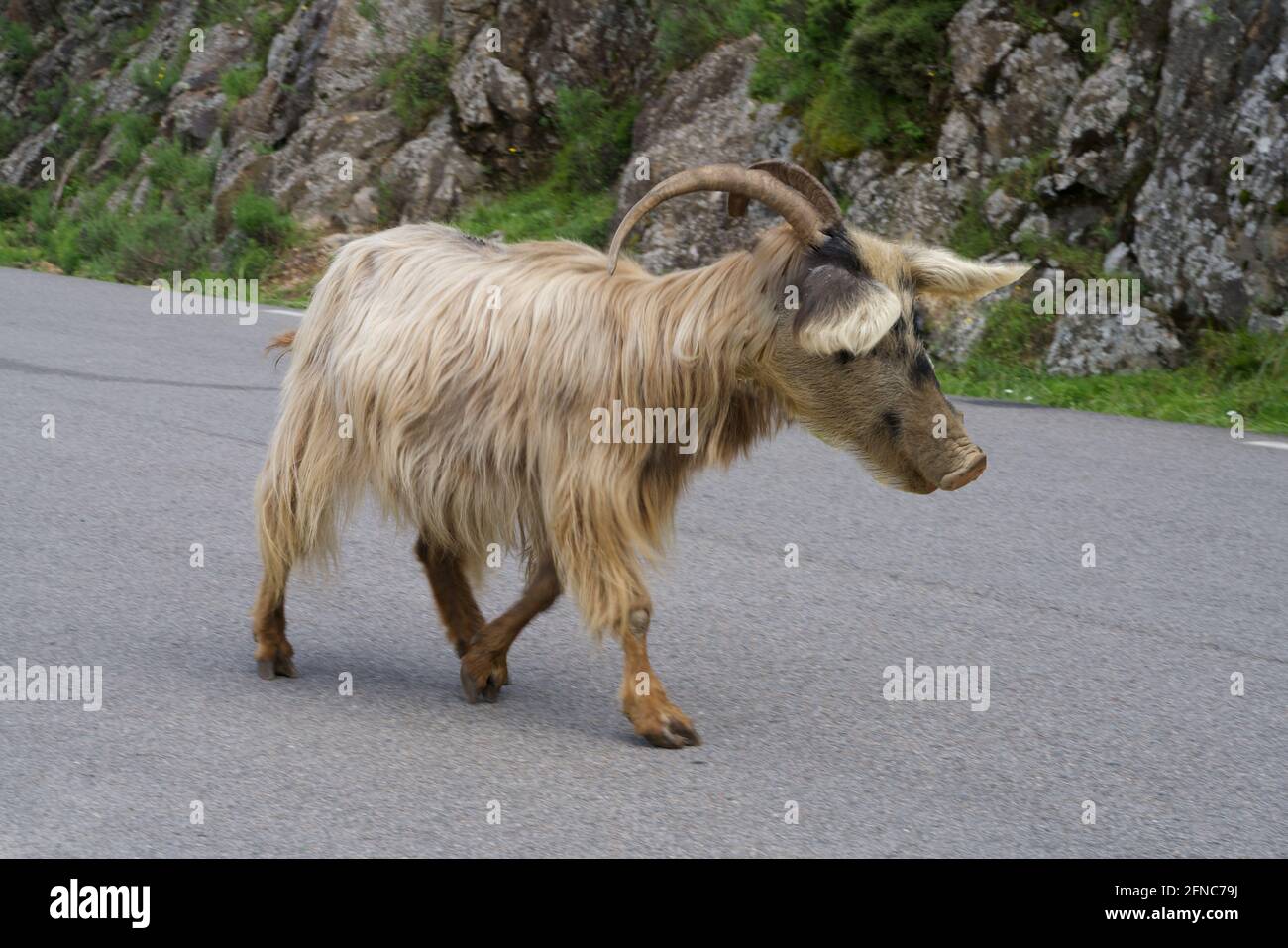 Beige wild goat with pig head Stock Photo