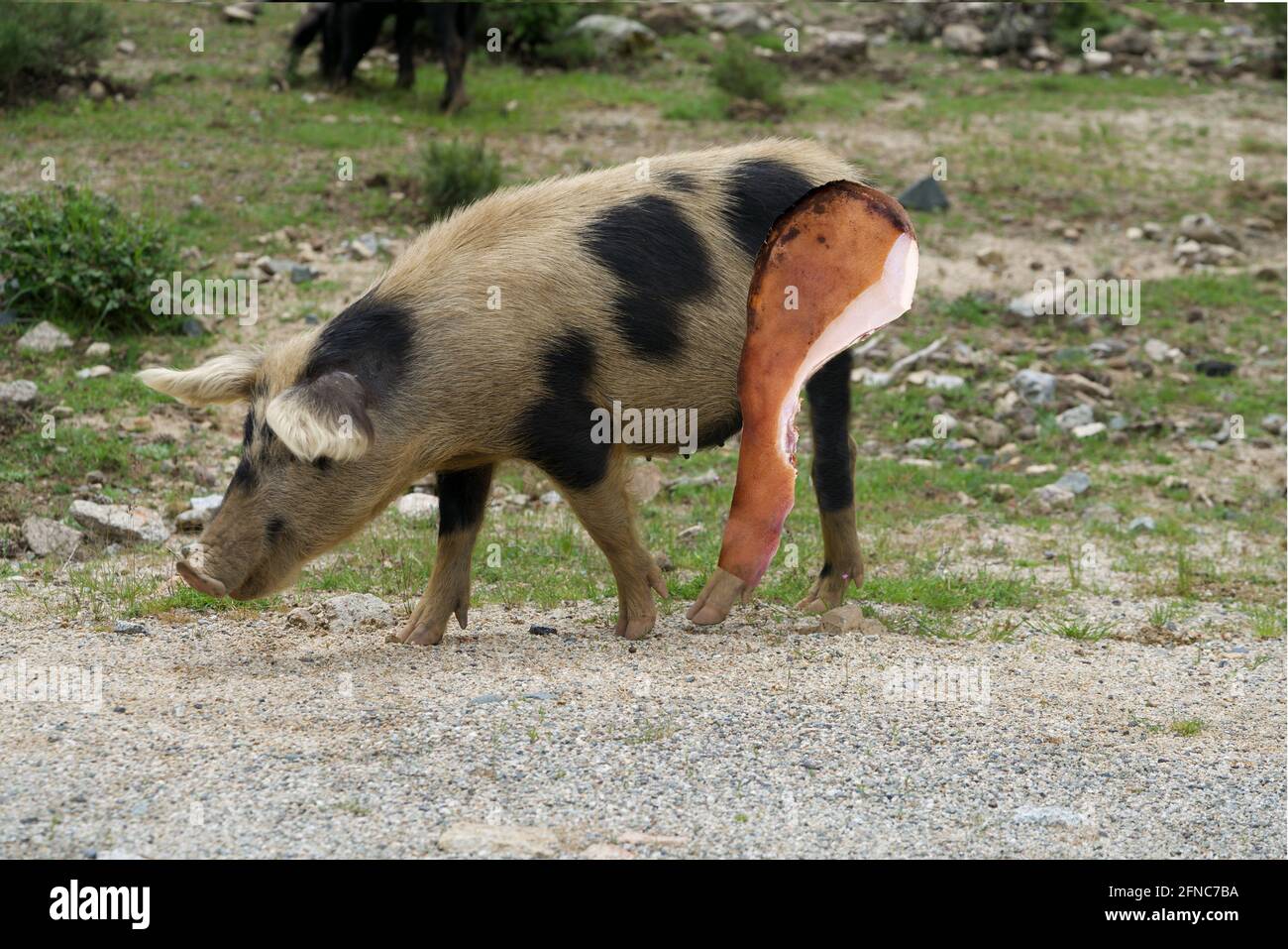 Corsican beige-black wild pig with its ham Stock Photo