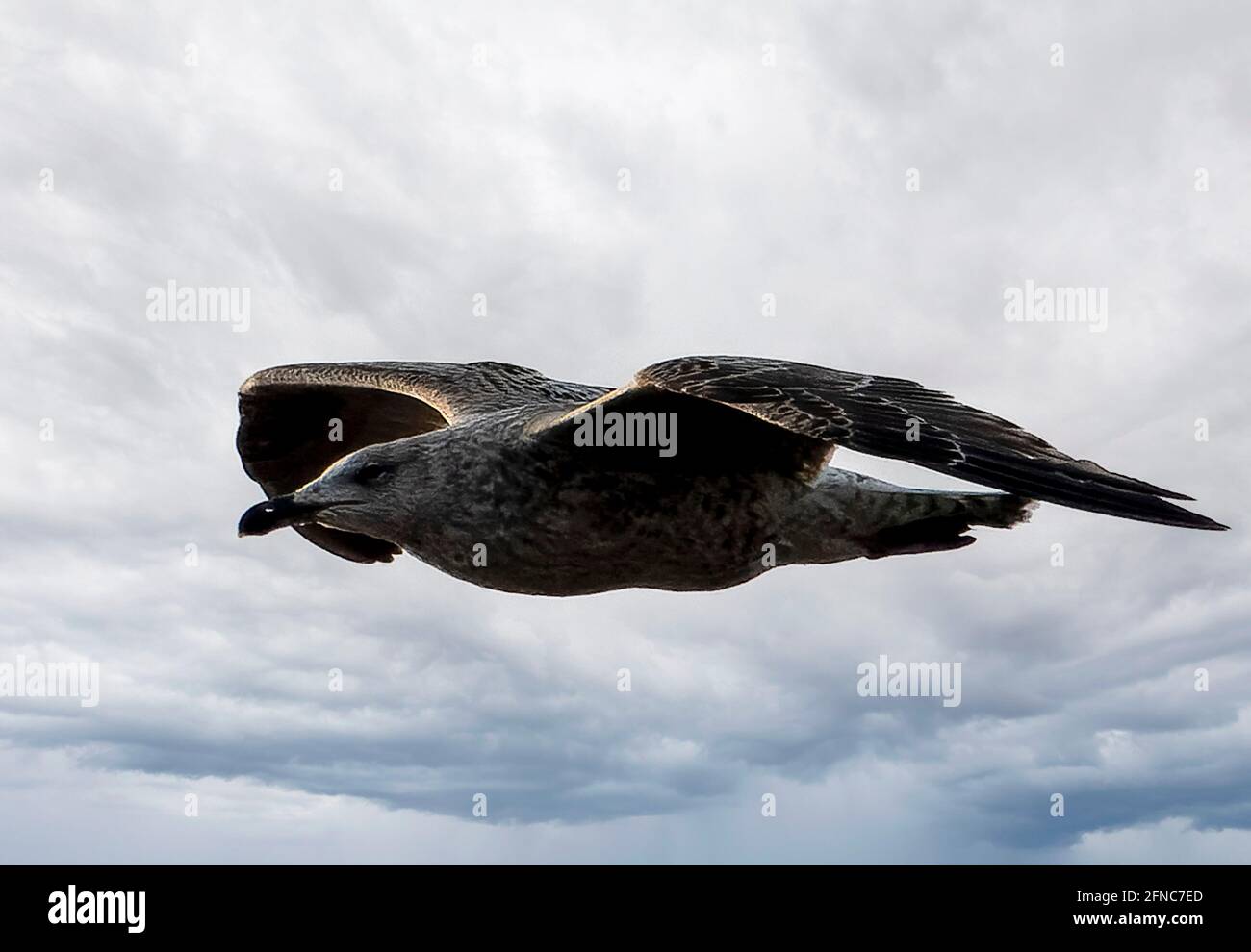 Bird soaring through the air hi-res stock photography and images - Alamy