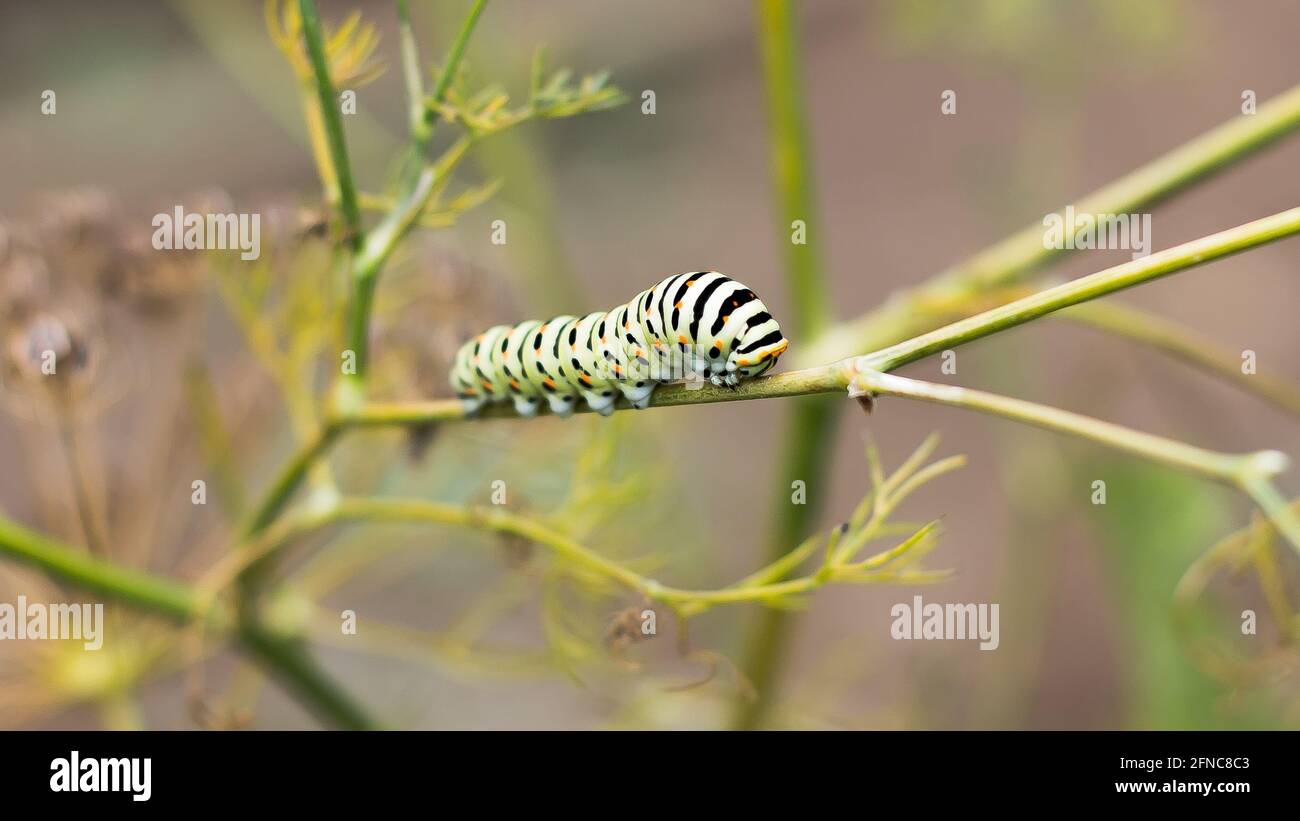 Black Swallowtail Butterfly Larvae Stock Photo