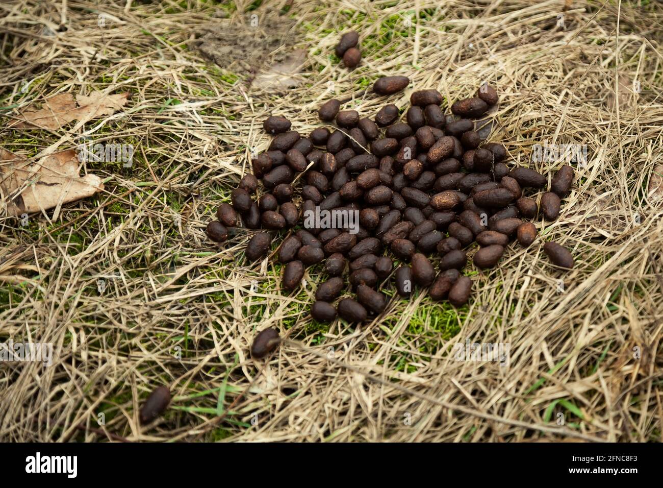 Elk droppings in the forest on the grass. Fresh moose droppings. Elk droppings. Elk droppings in the forest. Feces in the forest, natural background Stock Photo