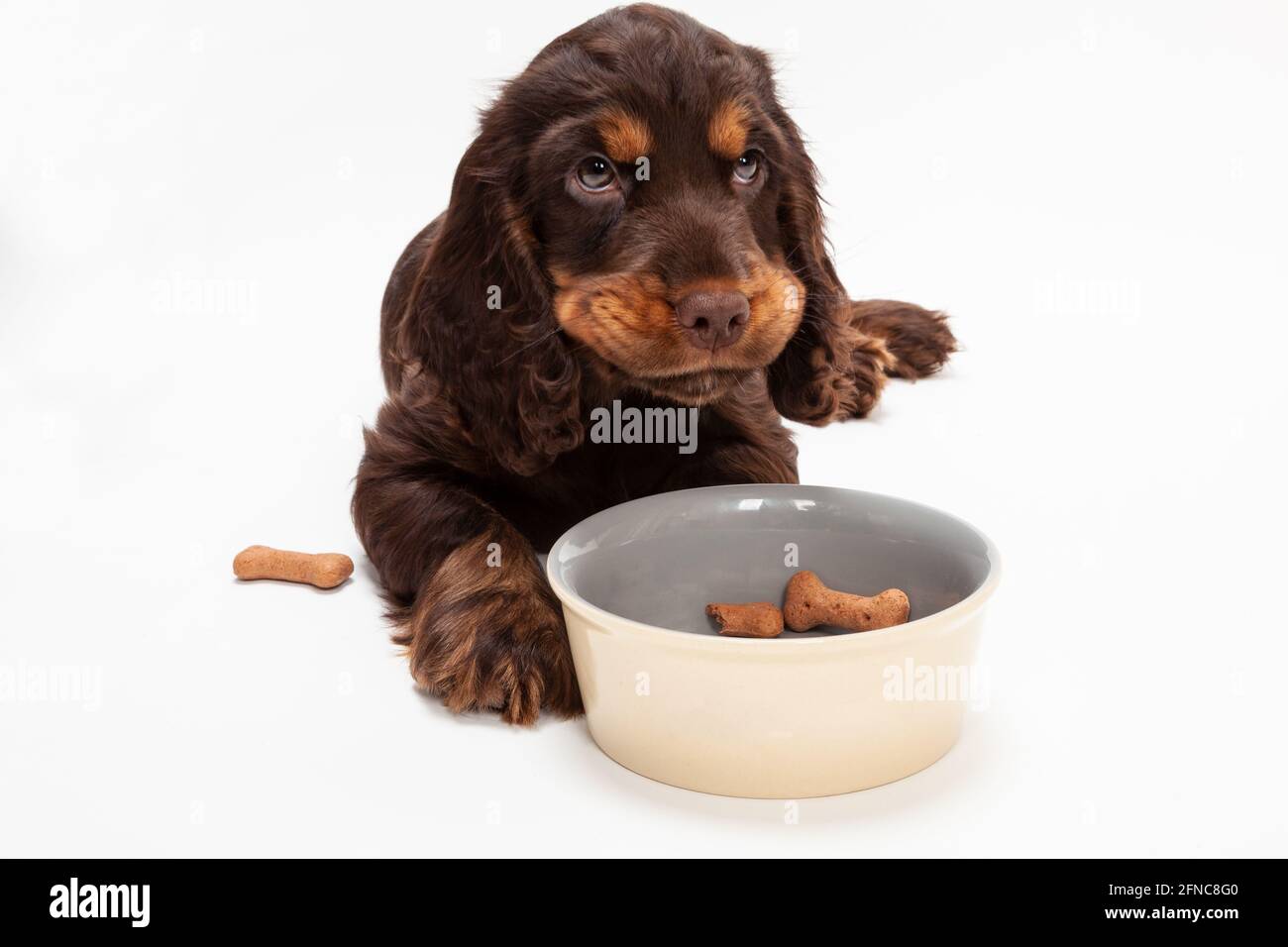 Cute Cocker Spaniel puppy dog looking up from eating boned shaped biscuits in dog bowl Stock Photo