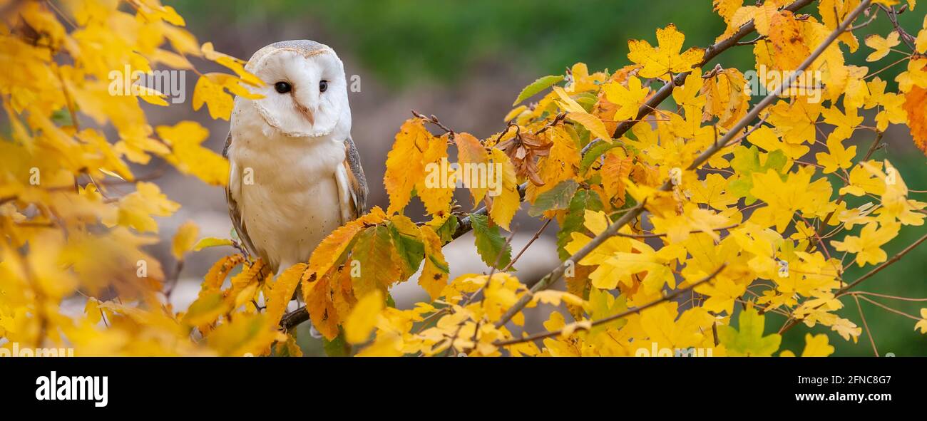 Common Barn Owl, Tyto alba, in a tree during Autumn or Fall Panorama Web Banner Header Stock Photo