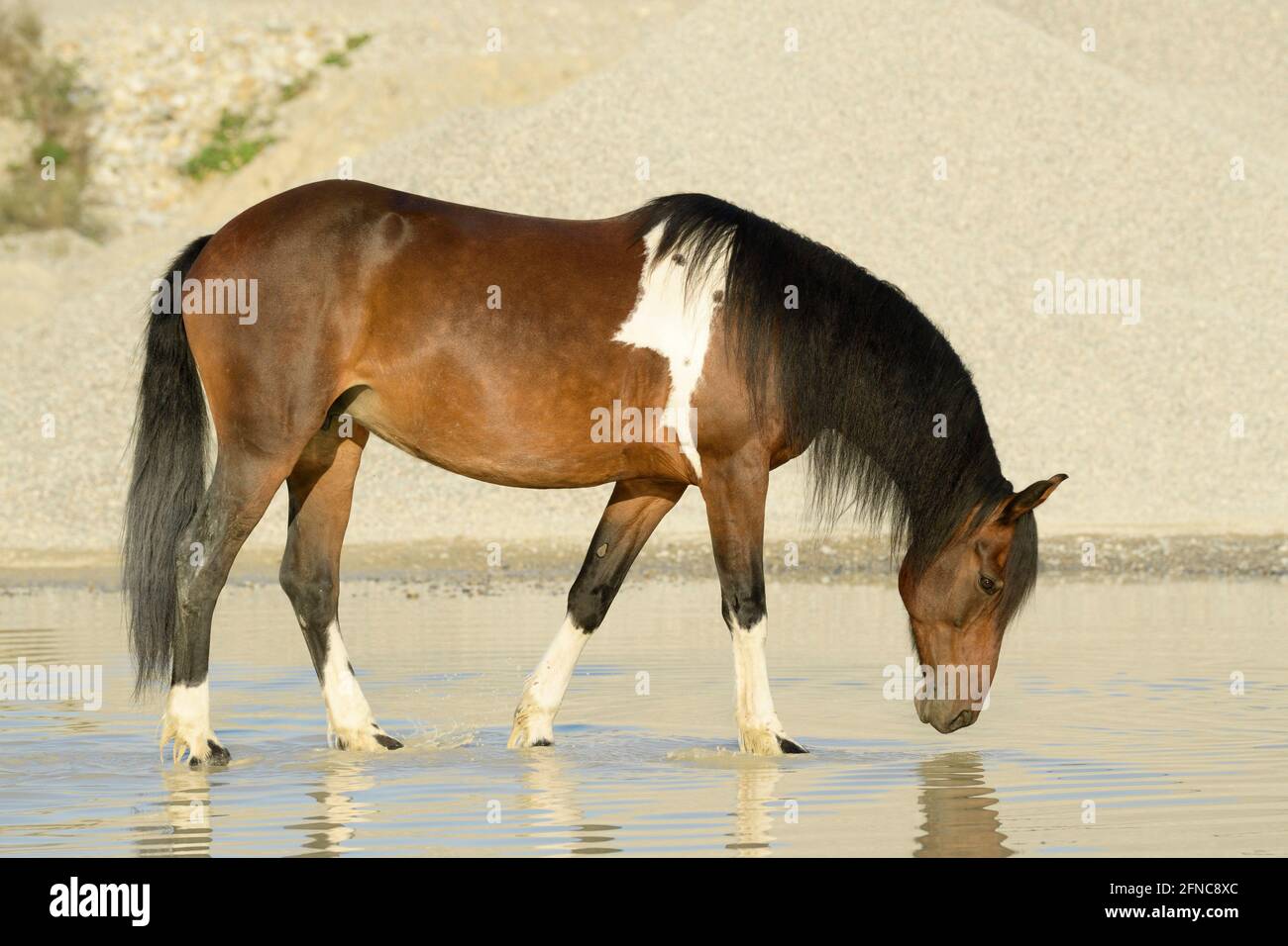 Horse in a gravel pit Stock Photo