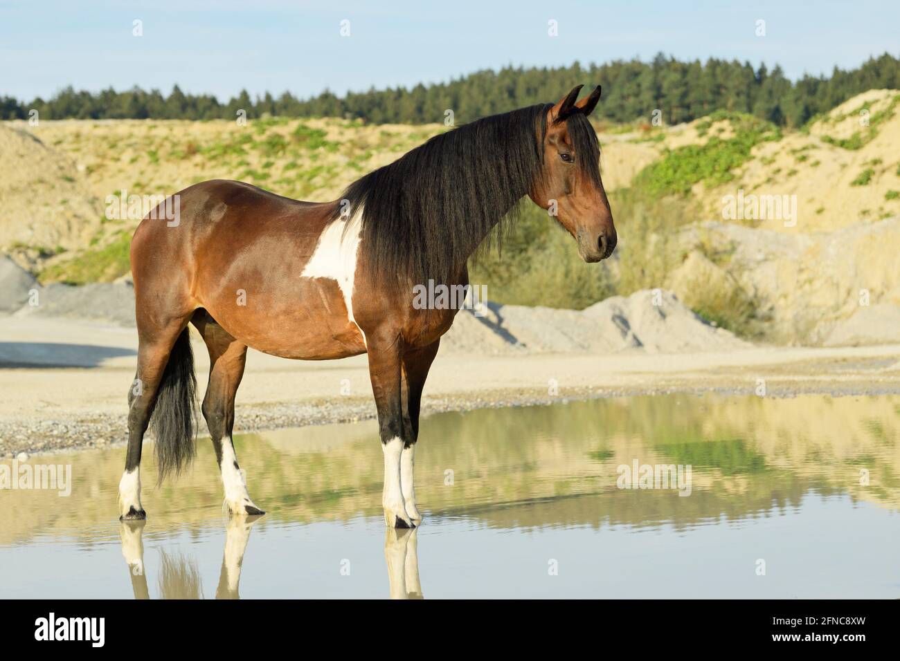 Horse in a gravel pit Stock Photo