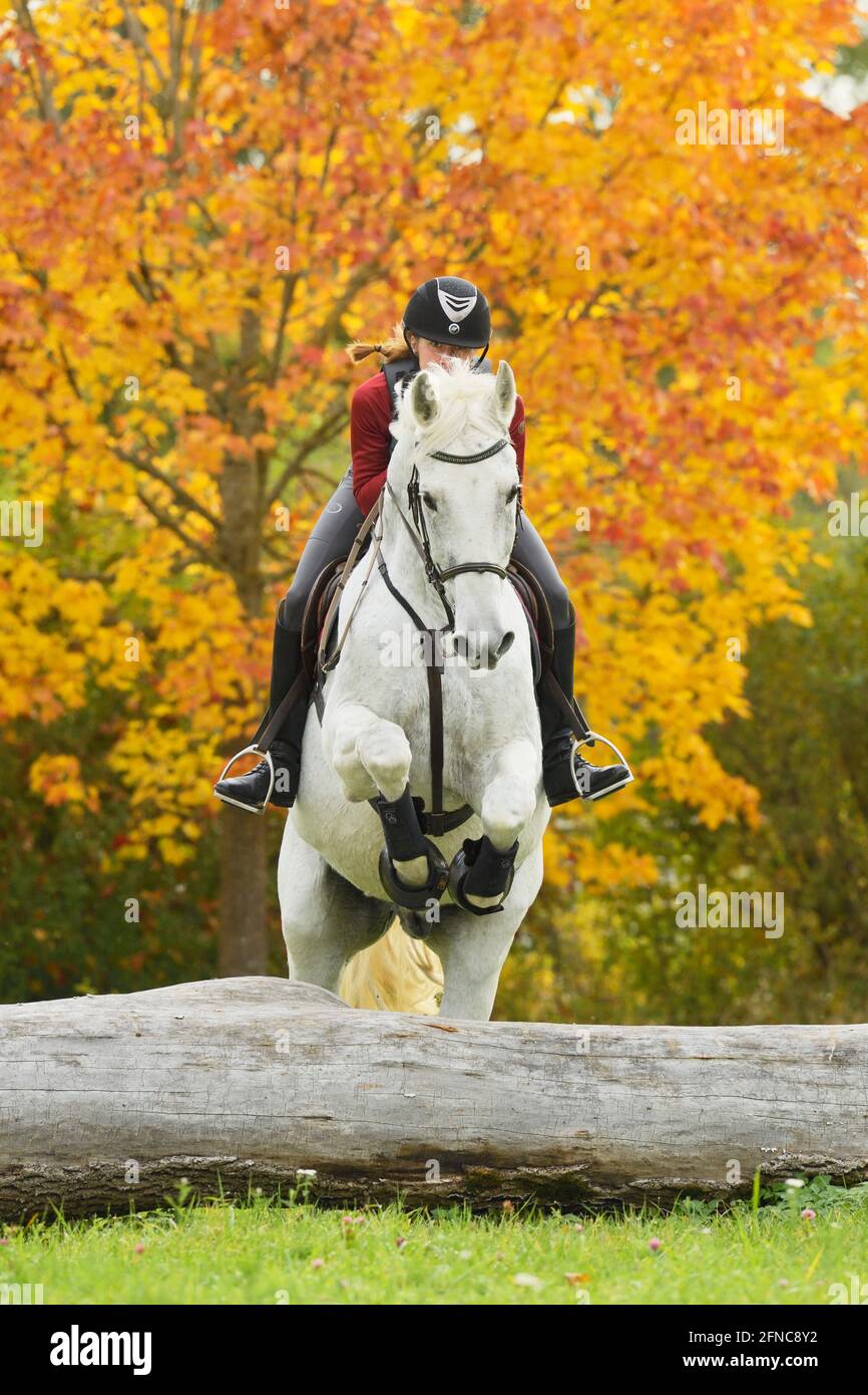 Rider wearing a body protector on back of a Bavarian horse cross country jumping Stock Photo