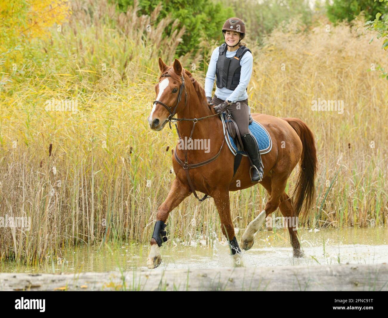 Rider wearing a body protector on back of a Bavarian horse riding in water Stock Photo