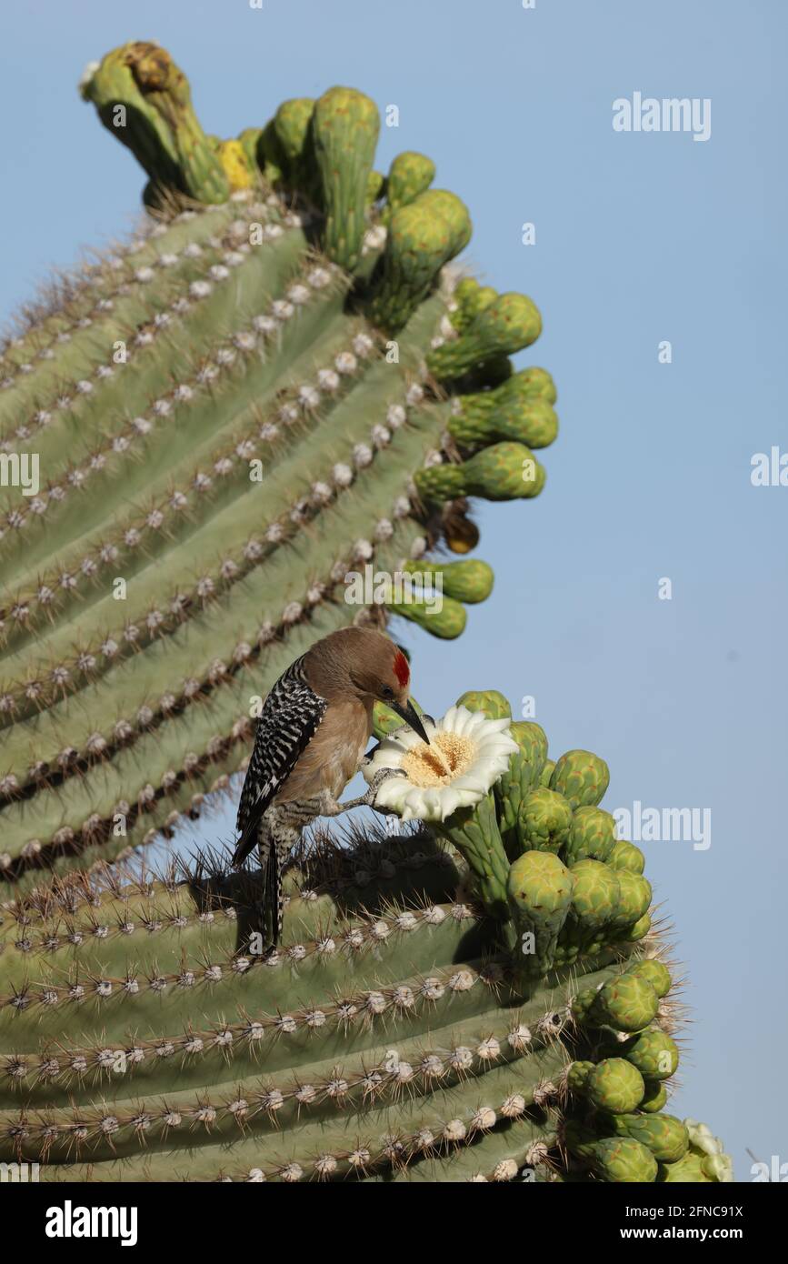 Gila woodpecker (Melanerpes uropygialis), feeding on nectar from saguaro blossoms, Sonoran desert, Arizona Stock Photo