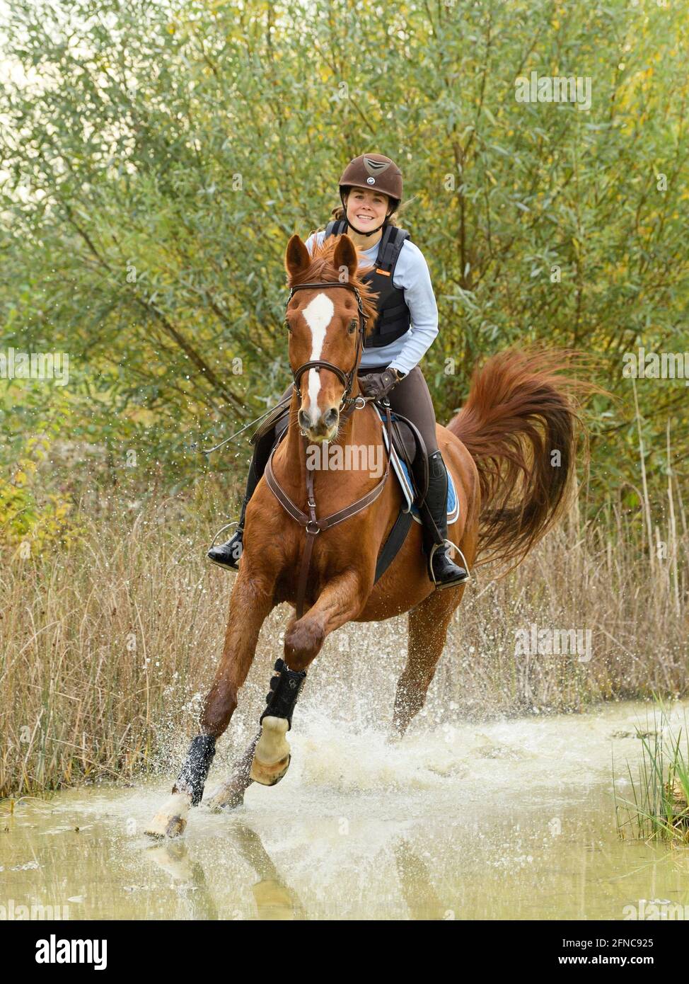 Rider wearing a body protector on back of a Bavarian horse galopping in water Stock Photo