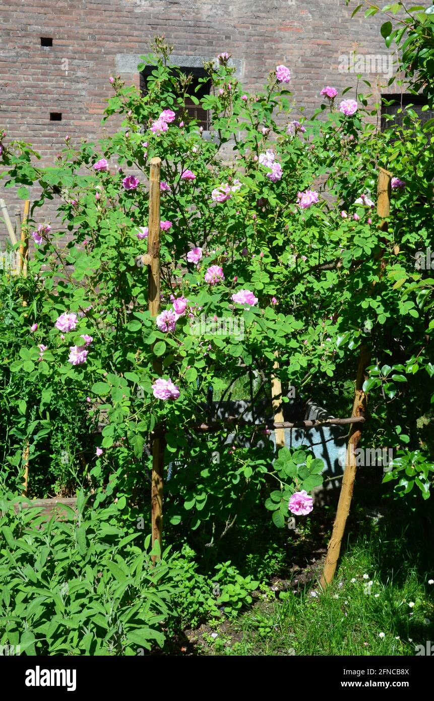 The garden in Palazzo Madama, Turin Stock Photo - Alamy
