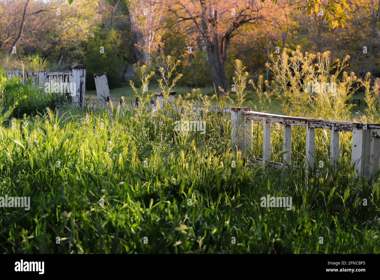 Spring rustic background. Green grass and wooden fence. Sunlight on the farm. Stock Photo