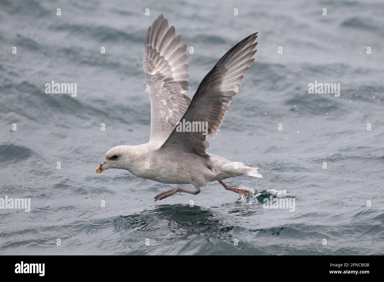 Northern Fulmar in the German Bight, North Sea Stock Photo