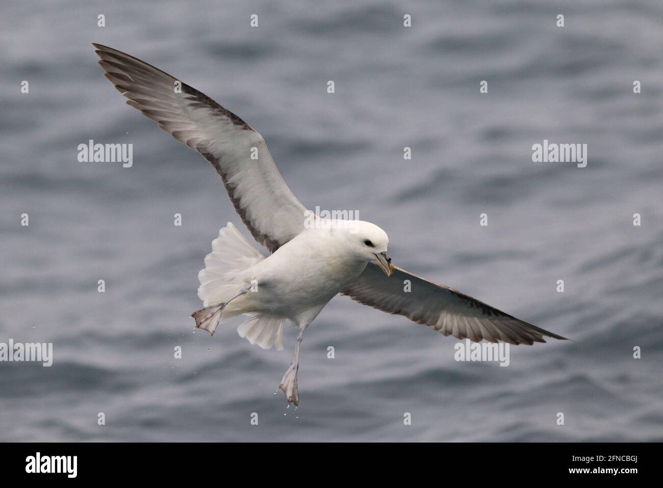Northern Fulmar in the German Bight, North Sea Stock Photo