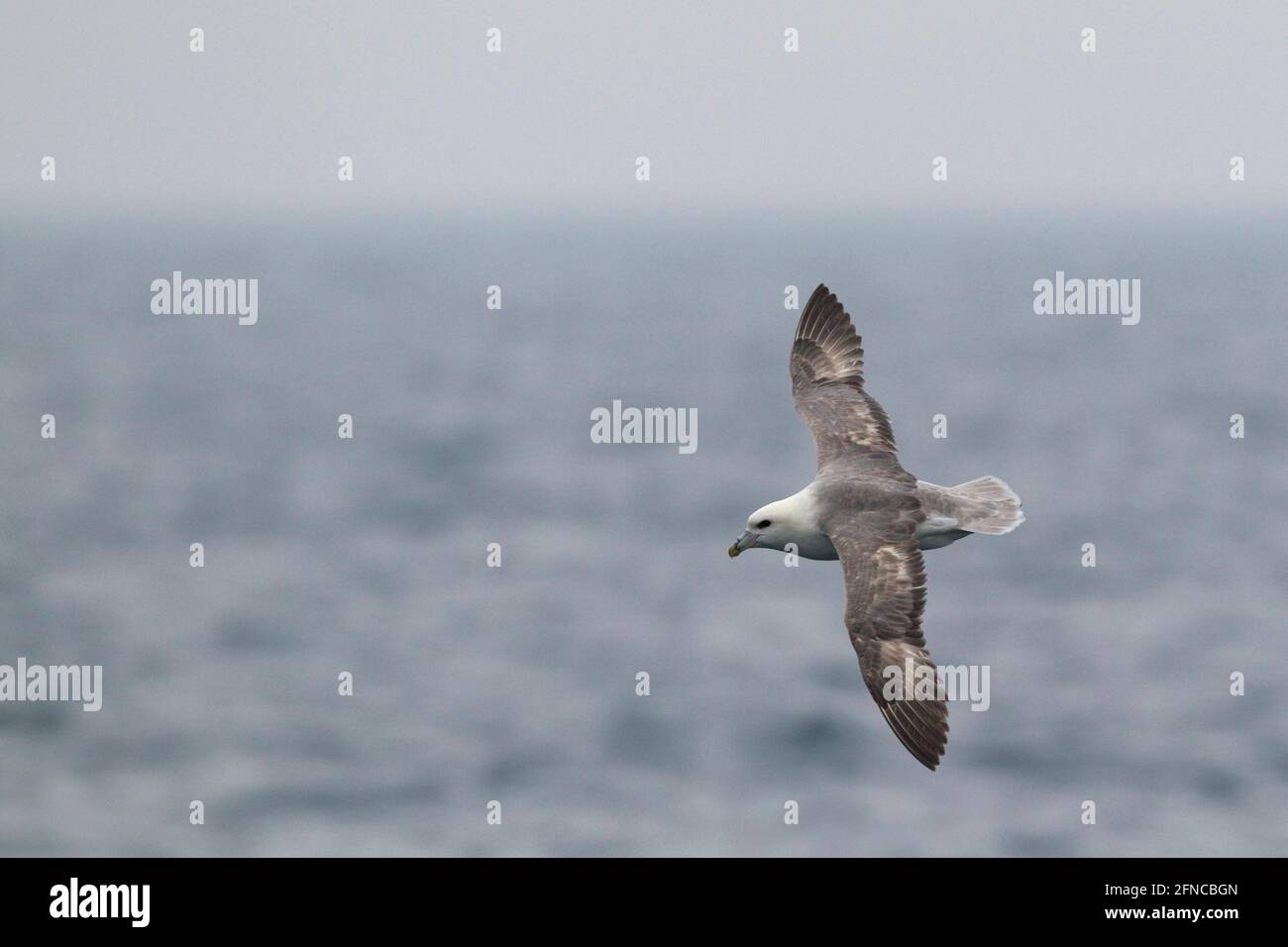 Northern Fulmar in the German Bight, North Sea Stock Photo