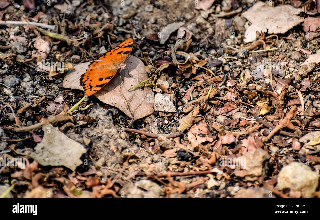 Single butterflie seat on rural forest ground with stone & dry leaf close view looking good. Butterflies are beautiful, flying insects with large scal Stock Photo