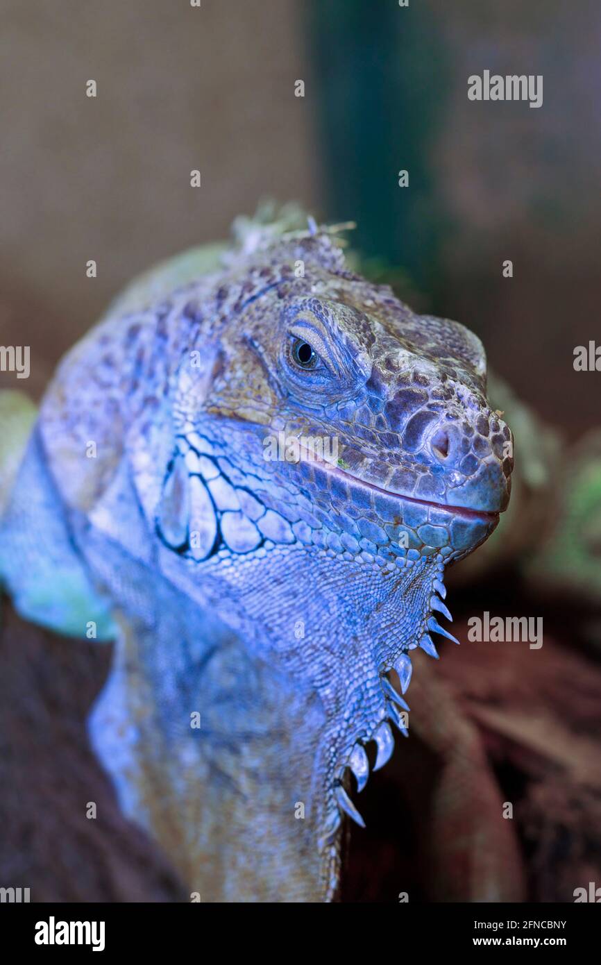 green iguana portrait (Iguana Iguana), a large reptile Stock Photo