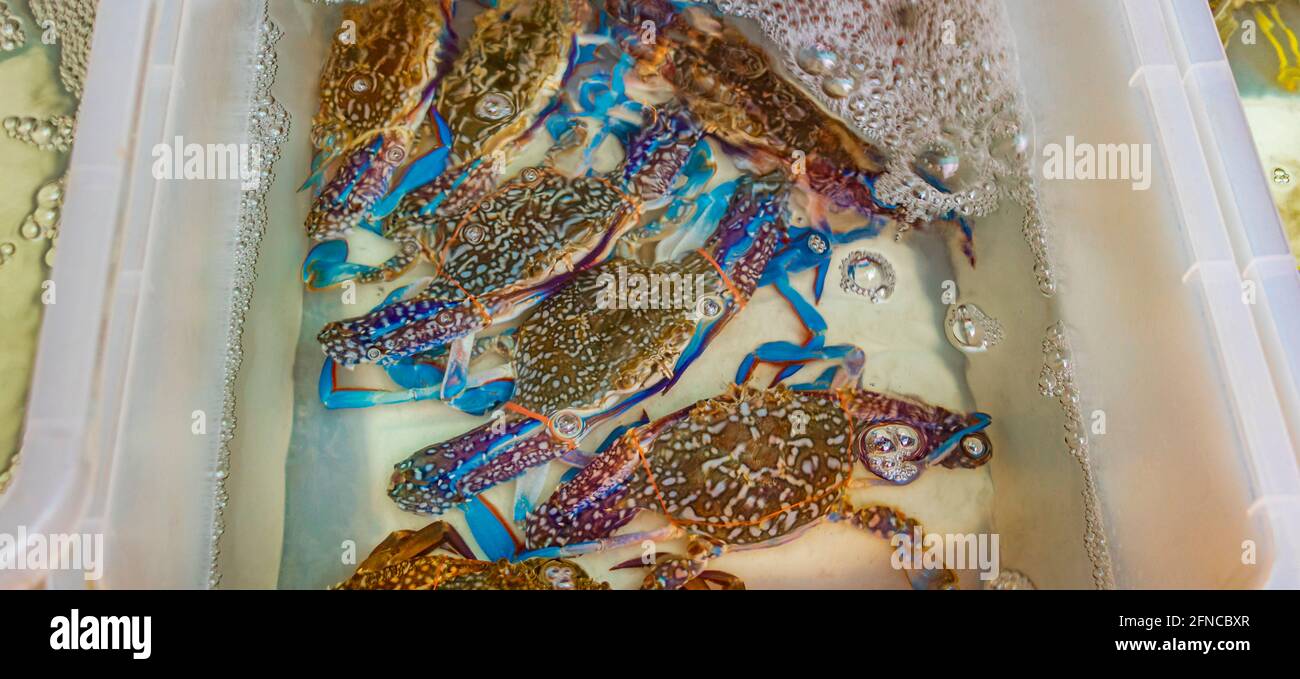 Seafood blue live crabs clams oysters and lobsters Thai market street ...