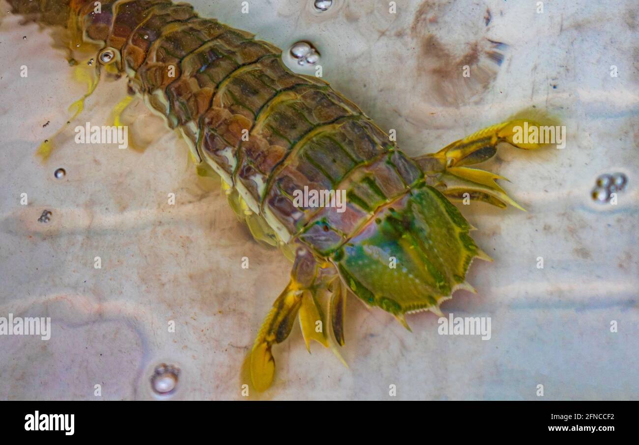 Seafood blue live crabs clams oysters and lobsters Thai market street ...