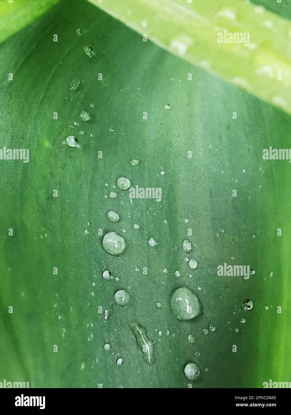 A macro shot of water drops on fresh green leaf Stock Photo