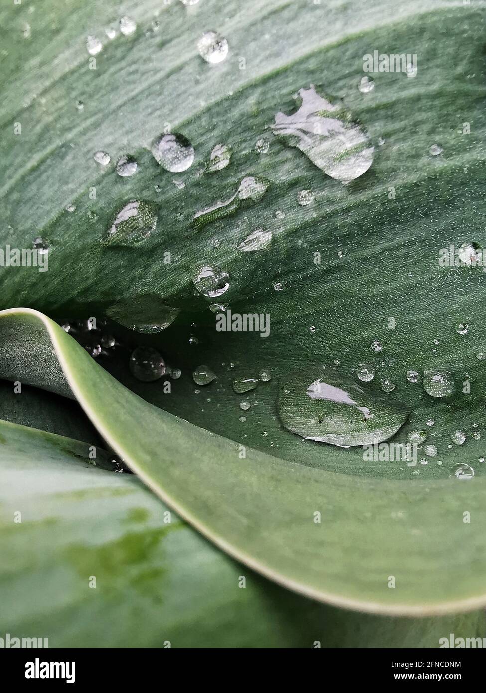 A macro shot of water drops on fresh green leaf Stock Photo