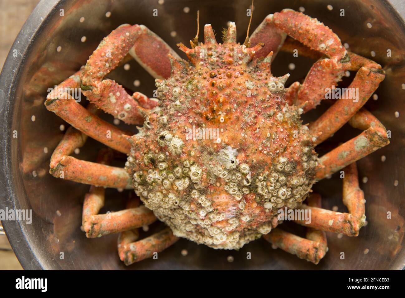 A boiled, cooked spider crab, Maja brachydactyla, that has been left to cool after cooking, Spider crabs are common in parts of the UK and are being s Stock Photo
