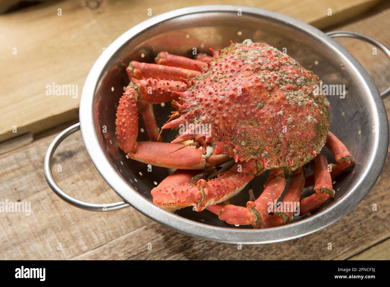 A boiled, cooked spider crab, Maja brachydactyla, that has been left to cool after cooking, Spider crabs are common in parts of the UK and are being s Stock Photo