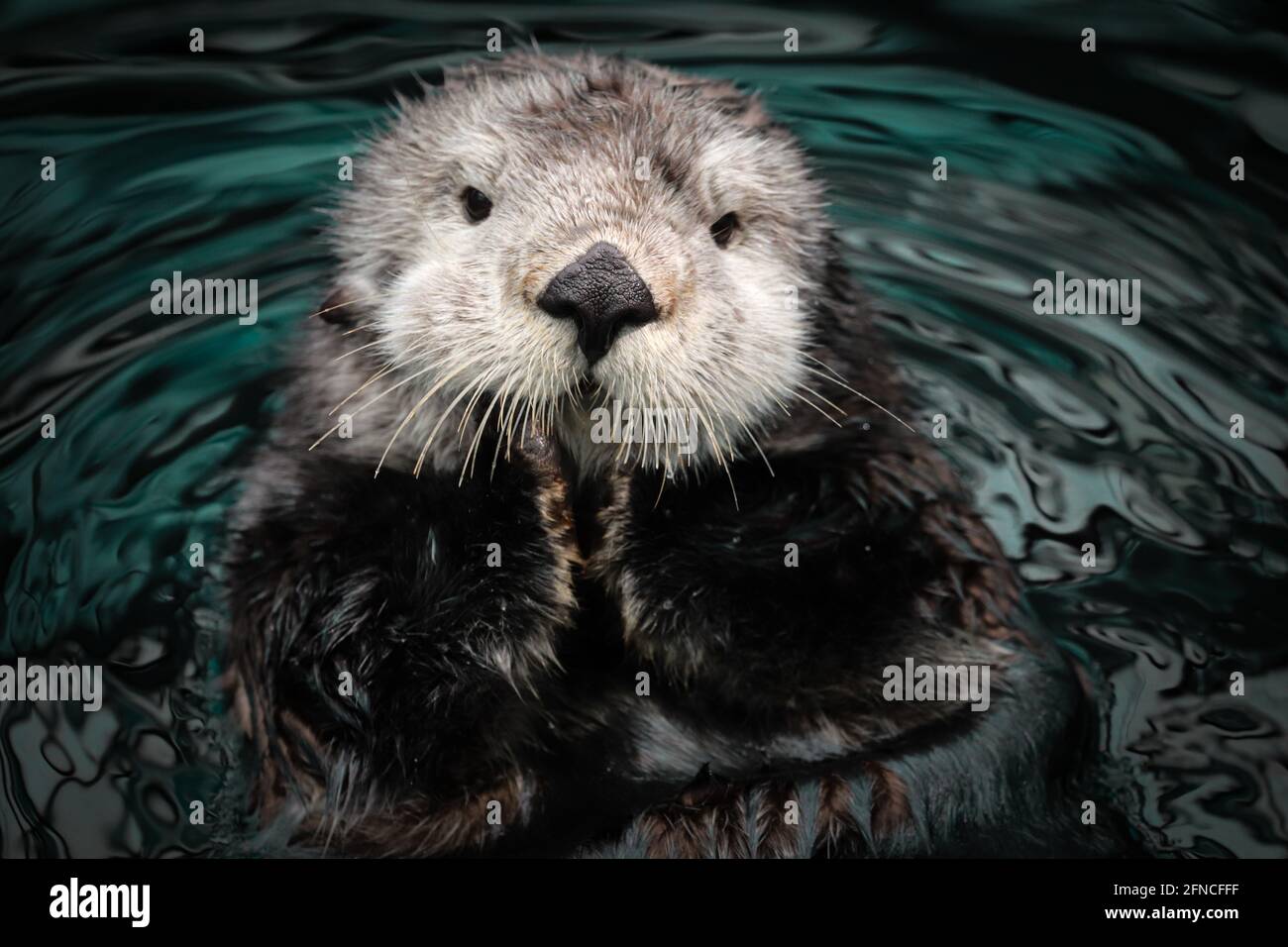 Sea otter posing in the water Stock Photo - Alamy