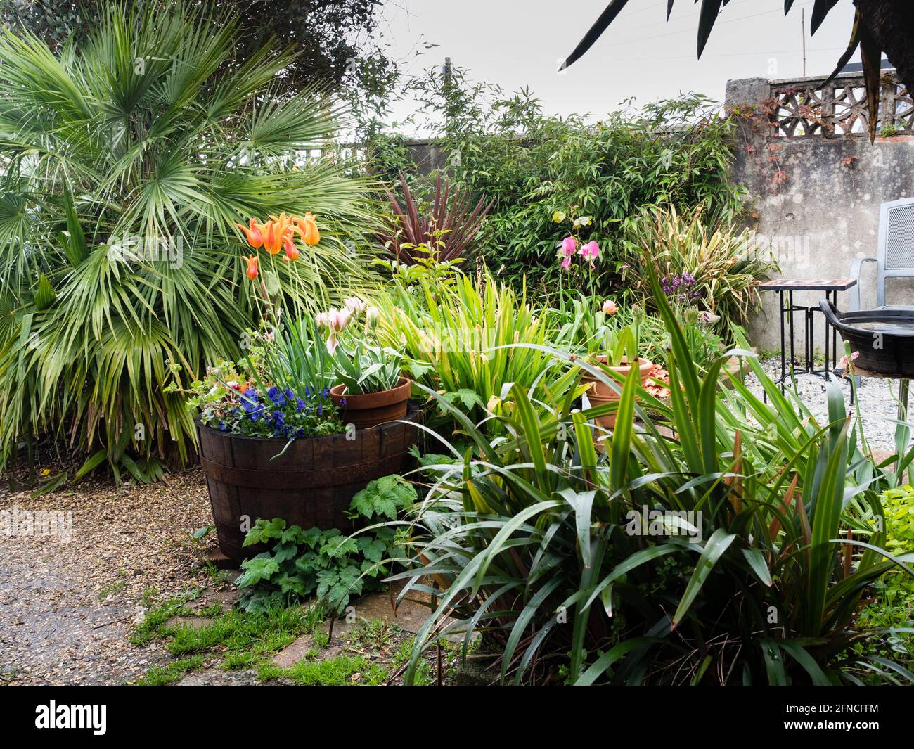 Corner of a small, tropical themed exotic garden in Plymouth, UK, in mid May Stock Photo