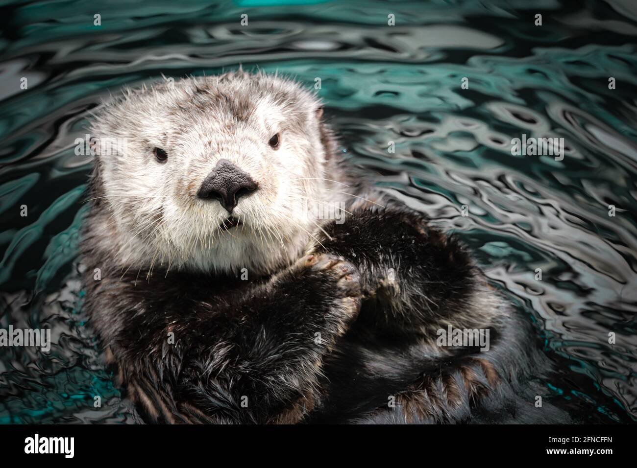 Sea otter posing in the water Stock Photo - Alamy