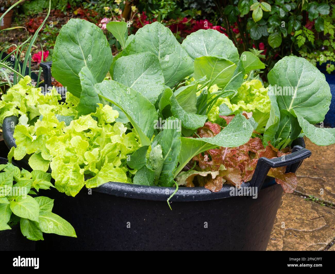 Large container planted with cabbage 'Dutchman', red and green lettuce 'Lollo Rosso', and 'White Lisbon' spring onions in mid May Stock Photo