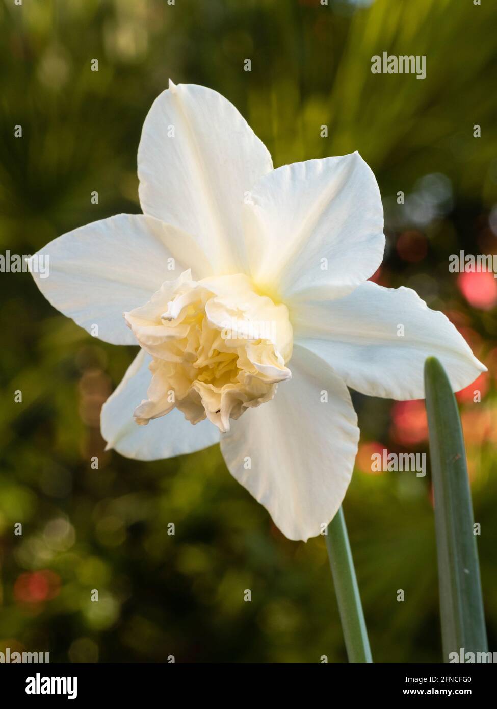 Double corona and white tepals of the triandrus type daffodil, Narcissus 'White Marvel' Stock Photo