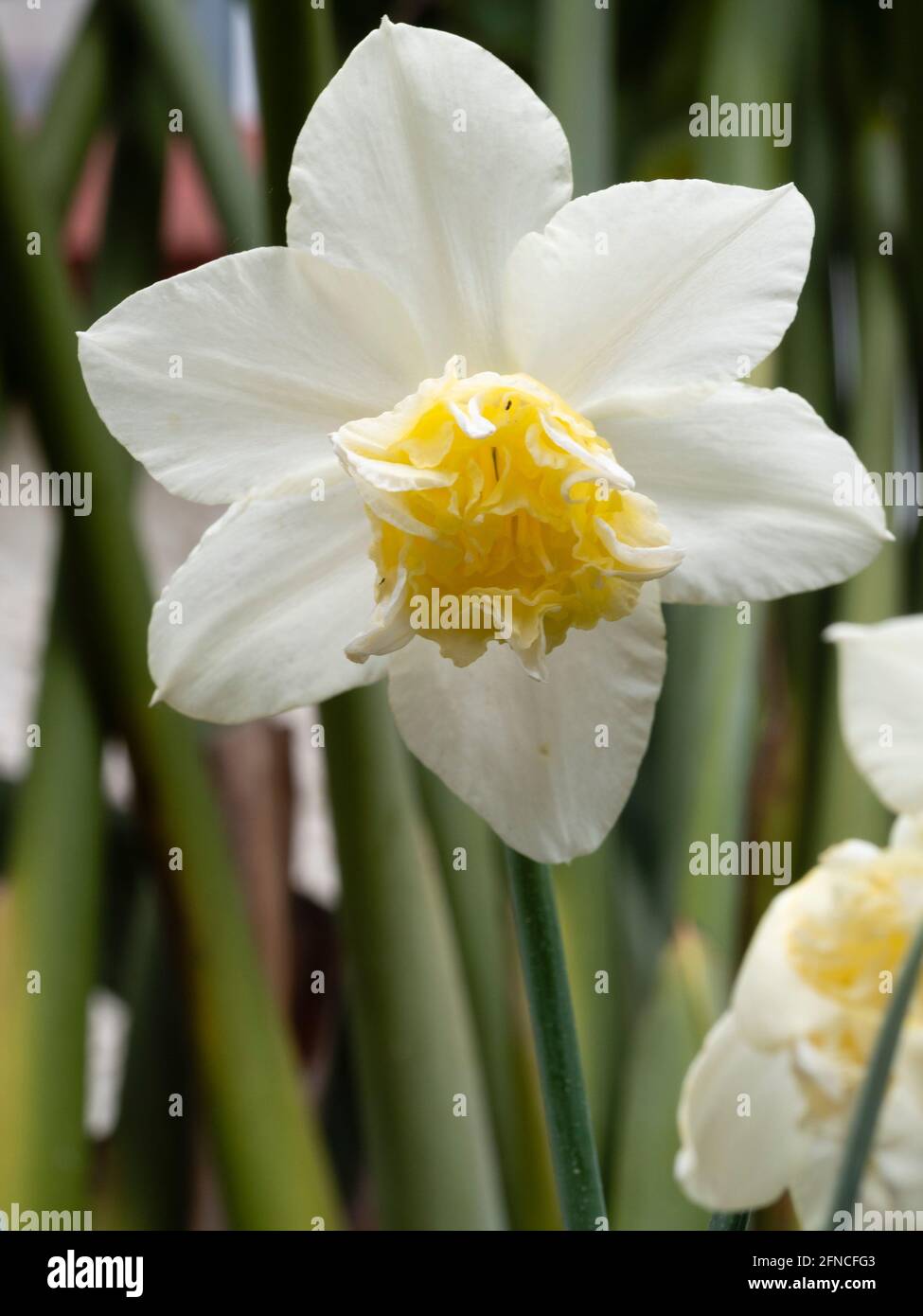 Double corona and white tepals of the triandrus type daffodil, Narcissus 'White Marvel' Stock Photo