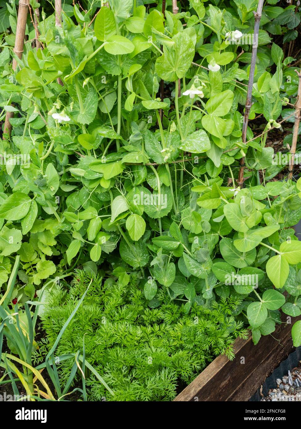 Carrot 'Speedo F1' and garden pea 'Meteor' growing in a small raised bed in a Plymouth, UK, garden in mid May Stock Photo