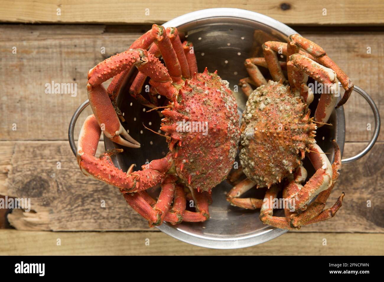 Two boiled, cooked spider crabs, Maja brachydactyla, that have been left to cool after cooking, Spider crabs are common in parts of the UK and are bei Stock Photo
