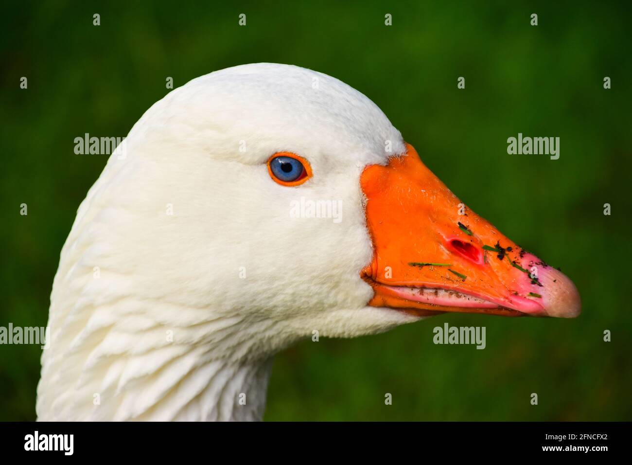Blue white feathers hi-res stock photography and images - Alamy