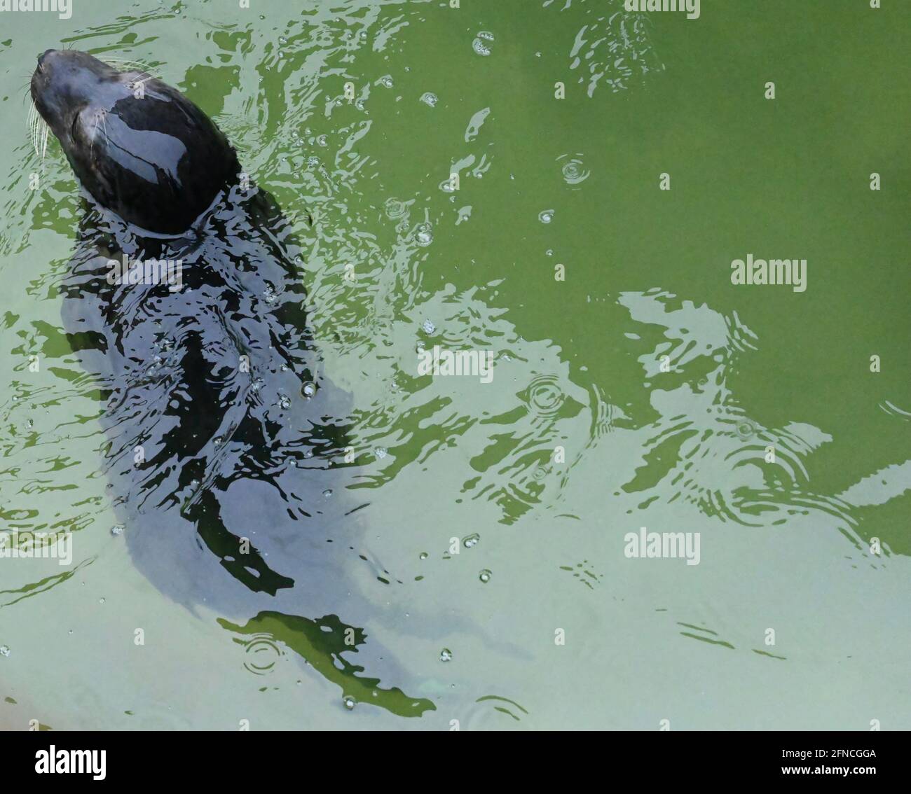 beautiful young seal pup swimming Stock Photo