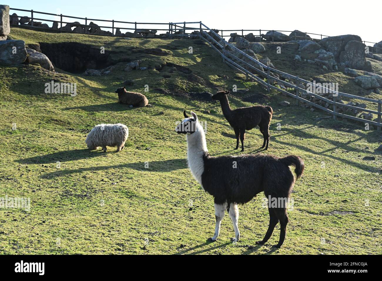 Alpaka and sheep at a unique farm at lands end in Cornwall Stock Photo