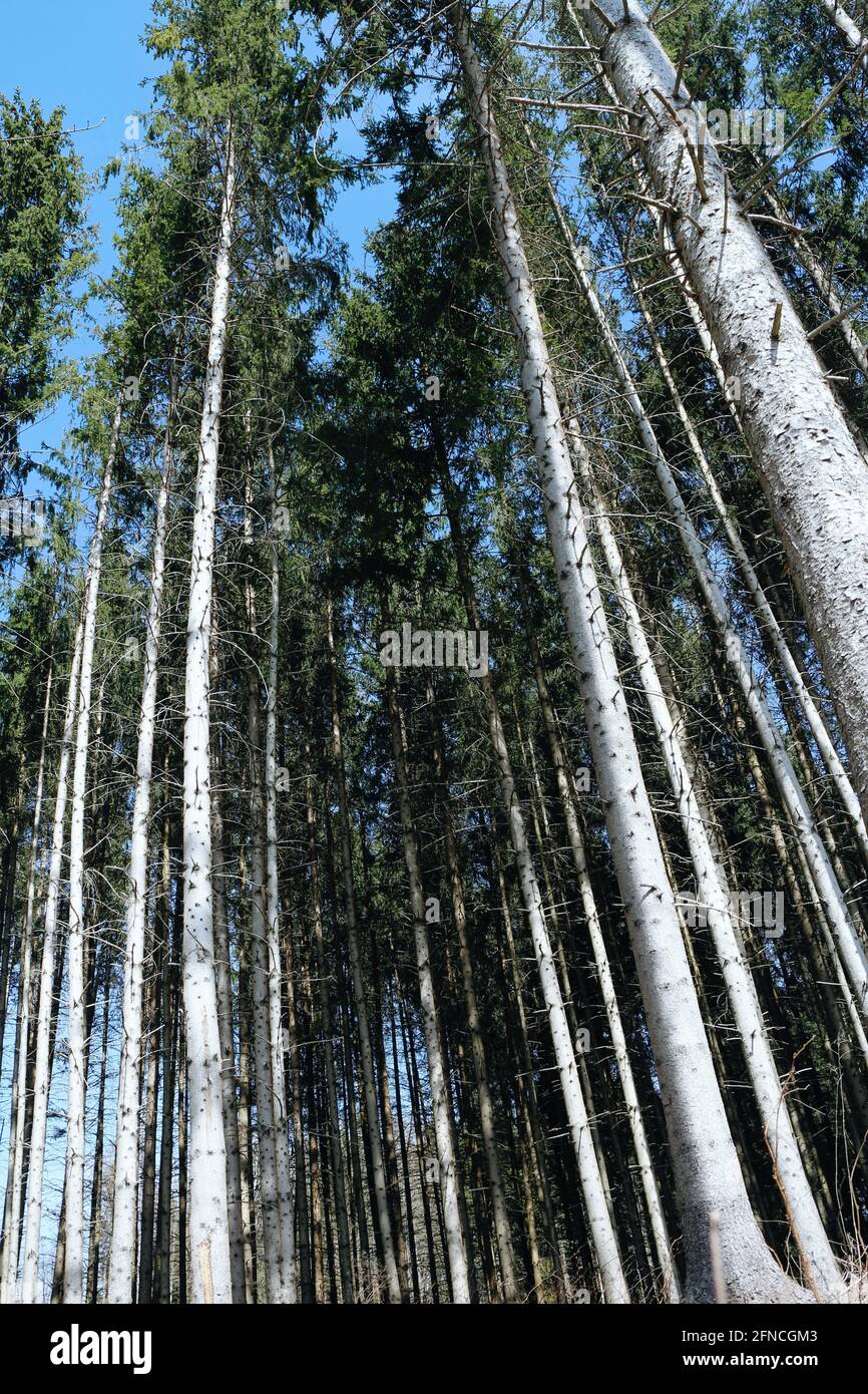Fir forest with tall trees Stock Photo Alamy