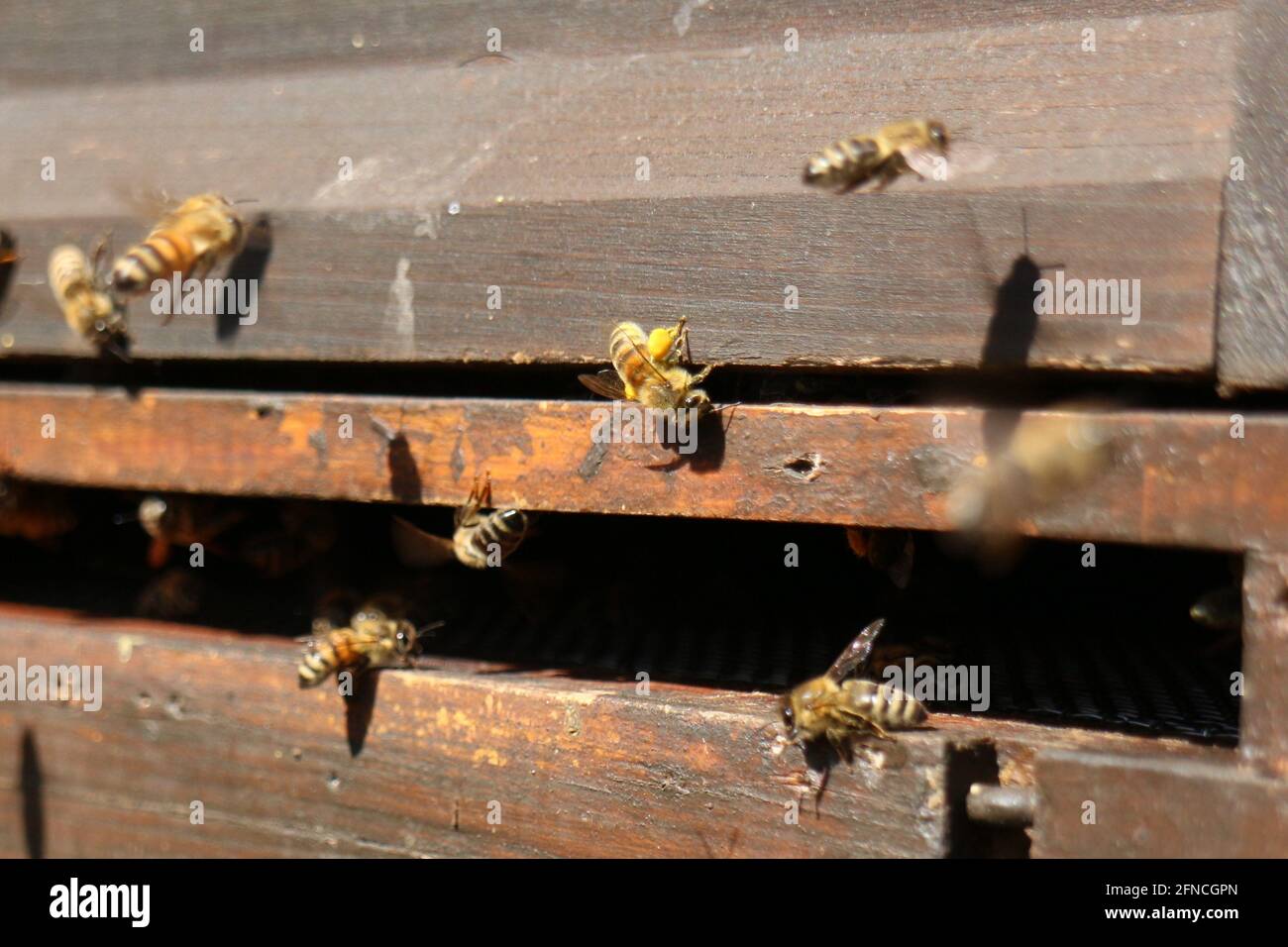 Beehive honey bees nature hi-res stock photography and images - Alamy