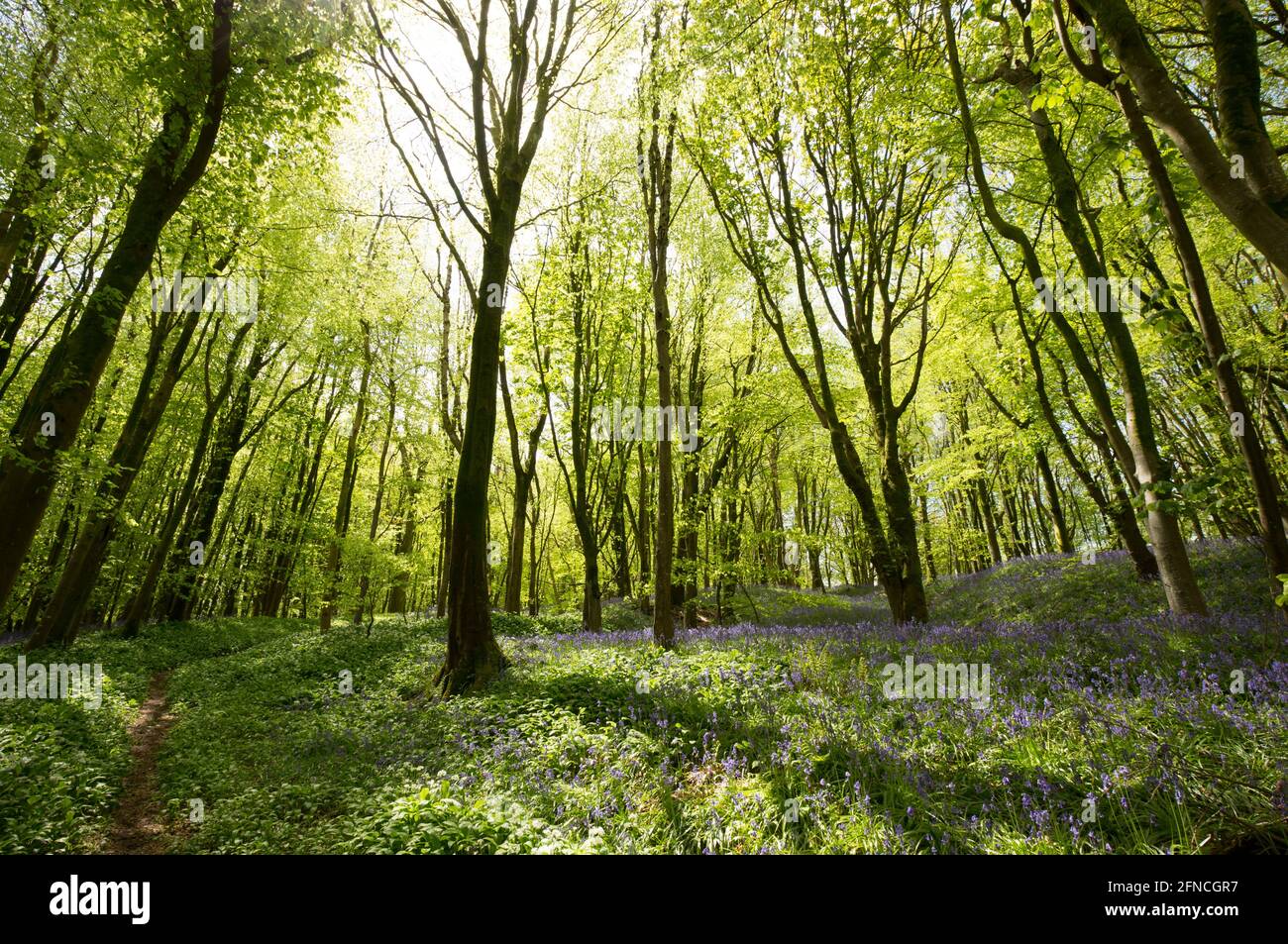 A deciduous woodland in May on a sunny day with bluebells and many other plant species on the woodland floor. North Dorset England UK GB Stock Photo